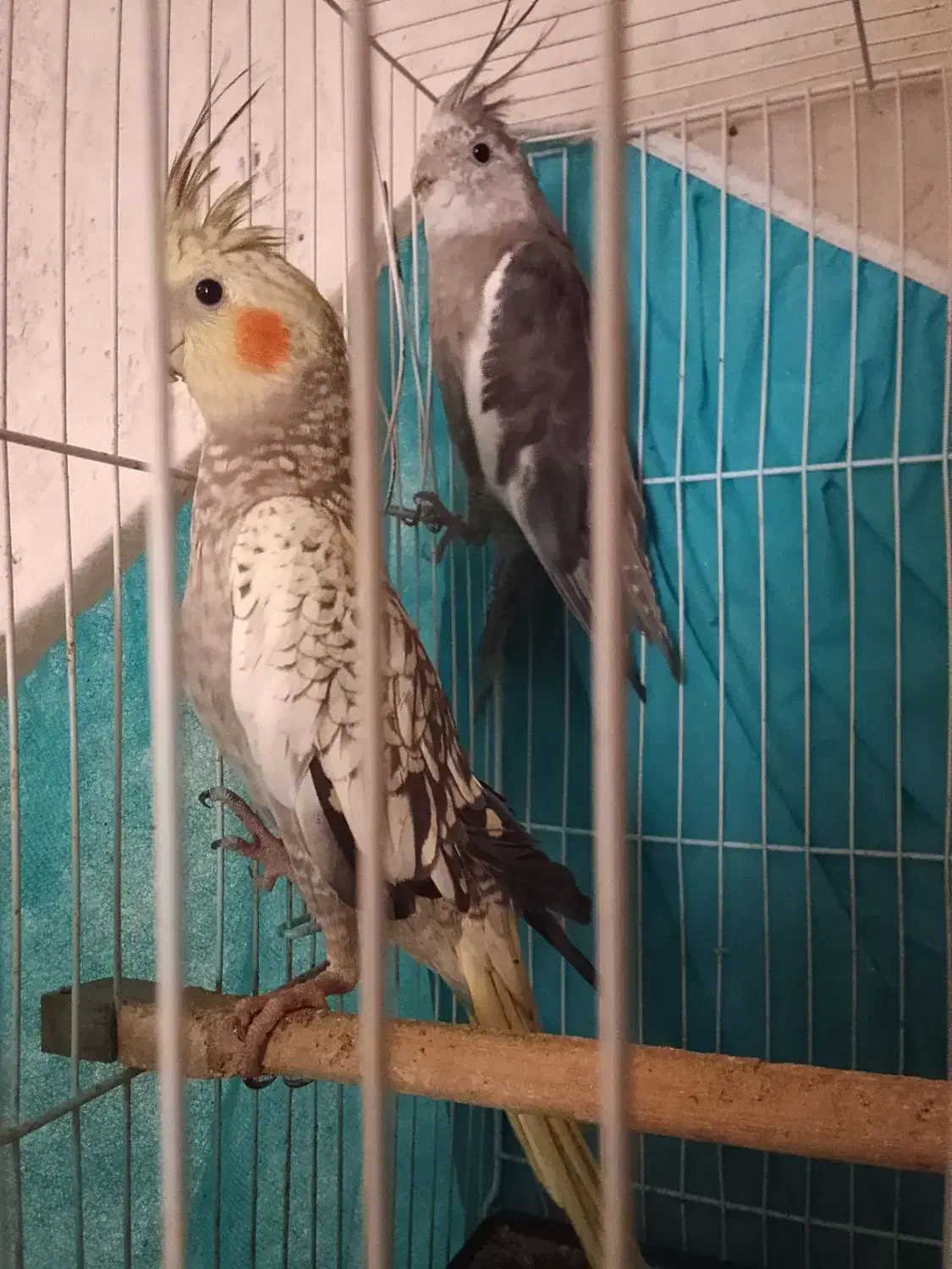 عروس هلندی صددرصد خانگی نزدیک تخم|پرنده|زاهدان, |دیوار