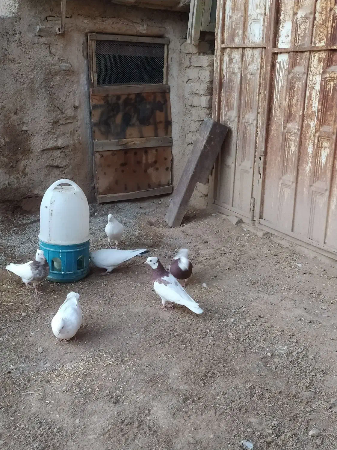 کفتر طوقی تهرانی|پرنده|اسدآباد, |دیوار