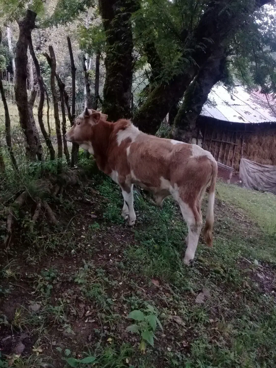 فروش کل دموس محلی|حیوانات مزرعه|املش, |دیوار