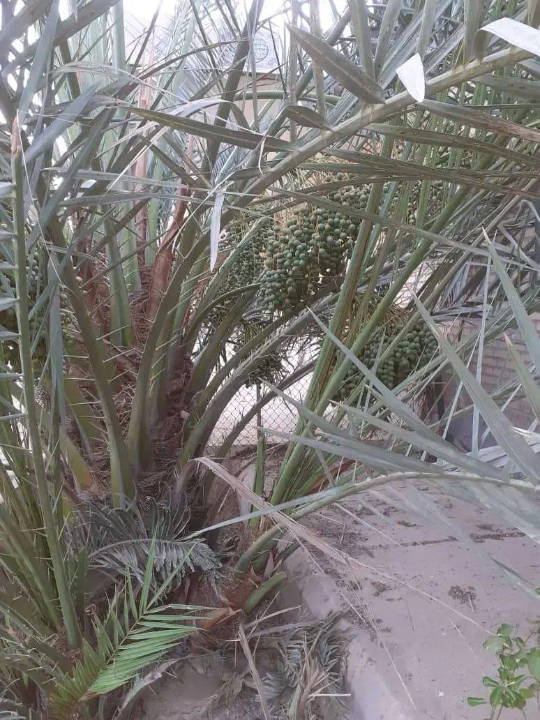 فروش بچه نخل اصل برحی|گل و گیاه طبیعی|بندر ماهشهر, |دیوار