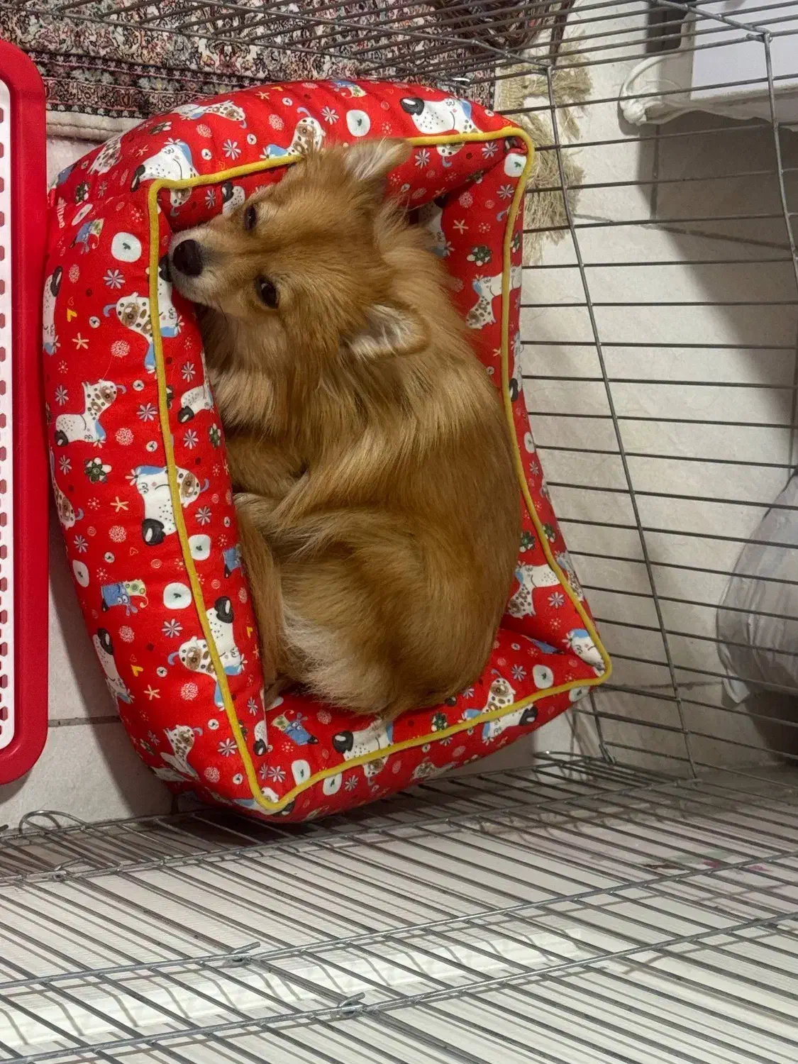 سگ پامرانین|سگ|تهران, جوادیه|دیوار