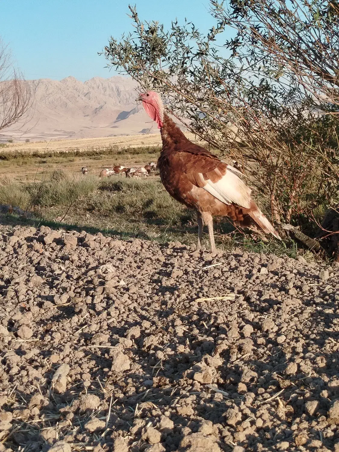 بوقلمون اطراف روانسر|حیوانات مزرعه|روانسر, |دیوار
