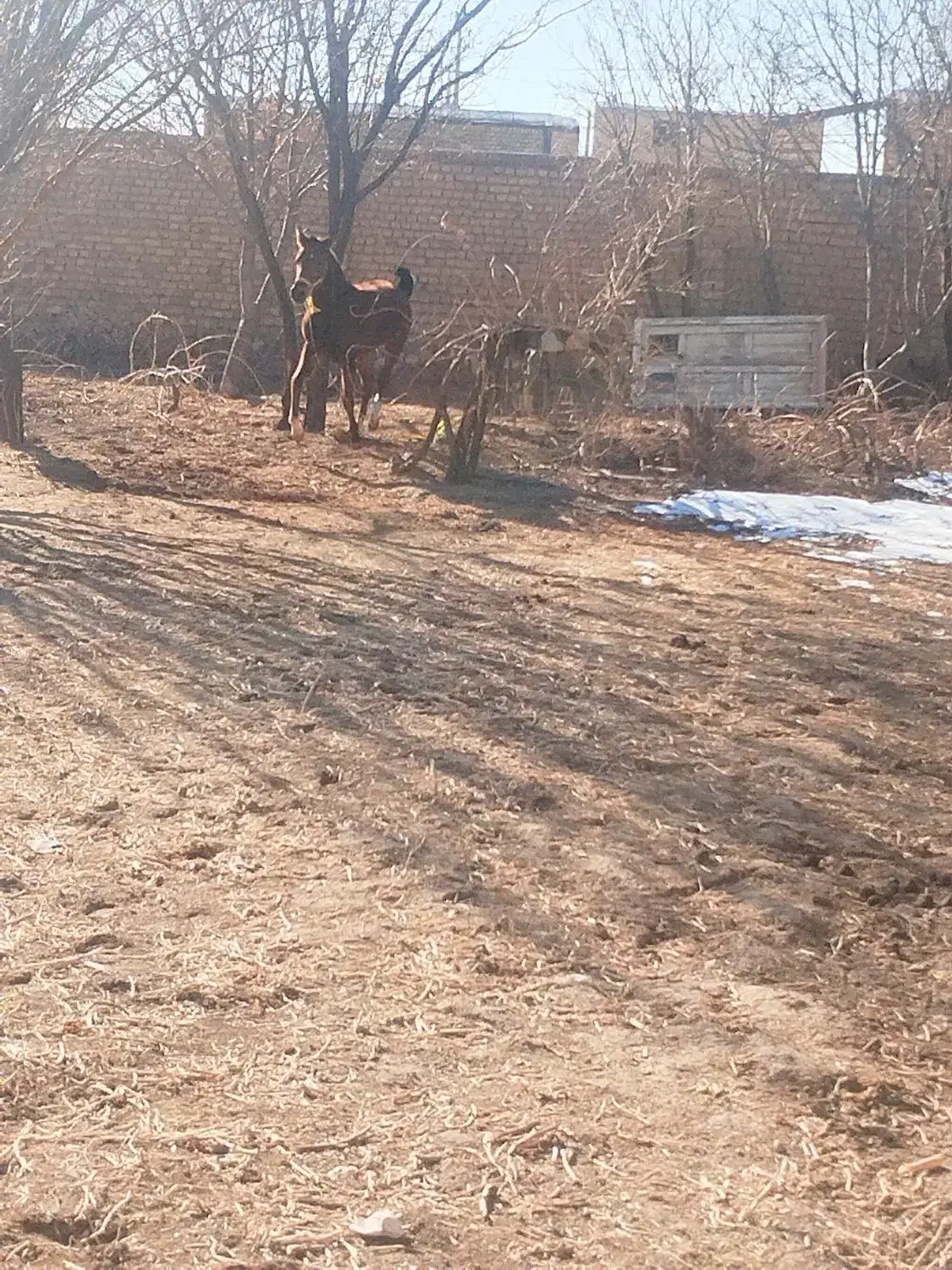 اسب|اسب و تجهیزات اسبسواری|درگزین, |دیوار