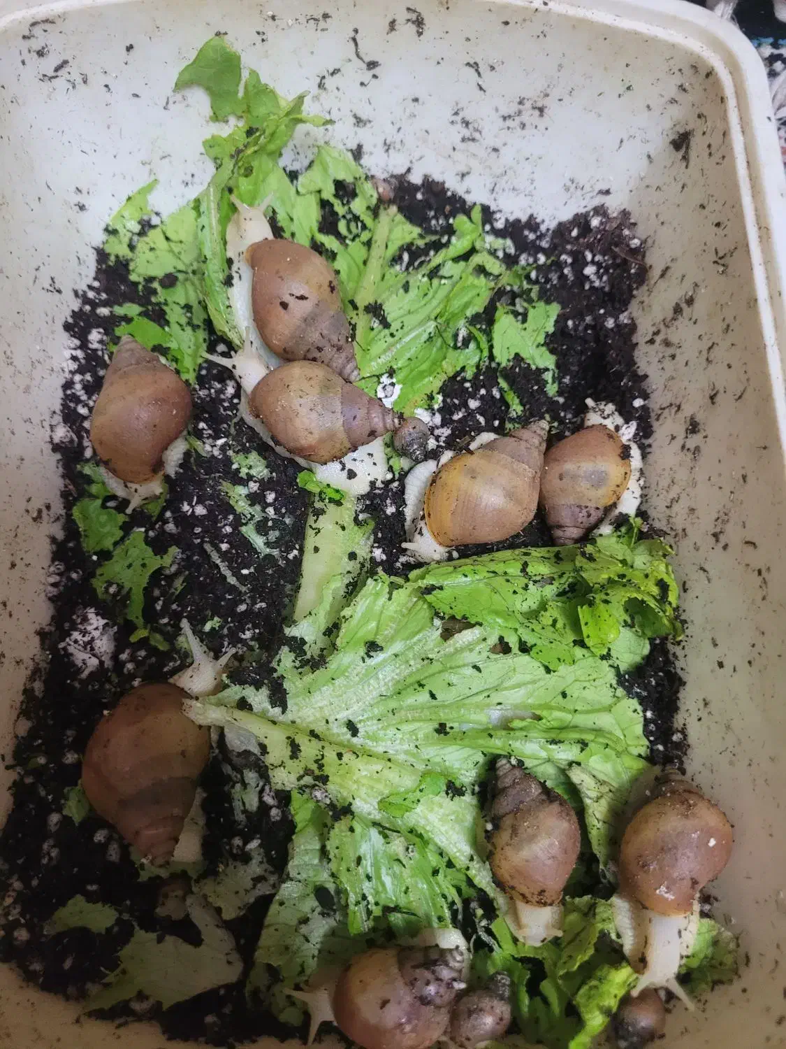 حلزون آچاتینا|خزنده|مشهد, بهمن|دیوار