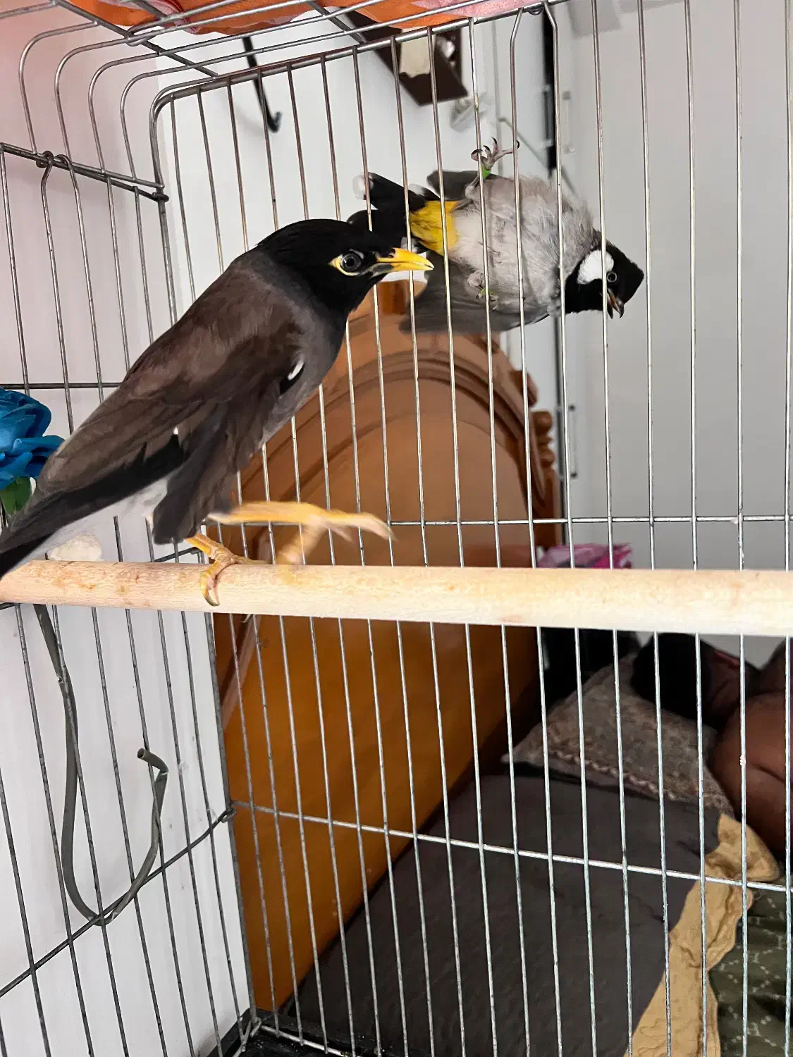 مرغ مینا|پرنده|بندرعباس, |دیوار