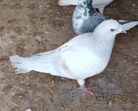 کفتر|پرنده|جوین, |دیوار