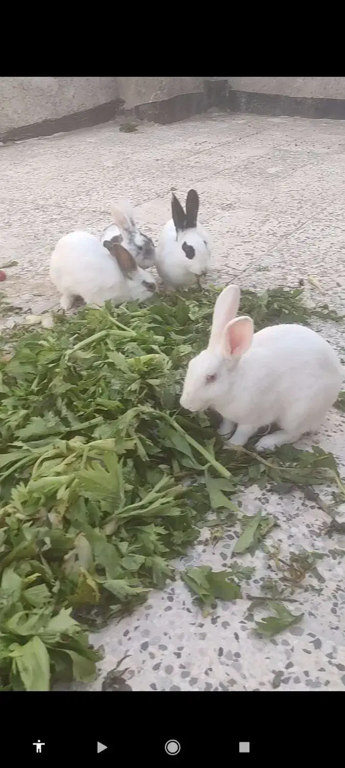 تعداد 6خرگوش 5ماده آبستن|موش و خرگوش|فریمان, |دیوار