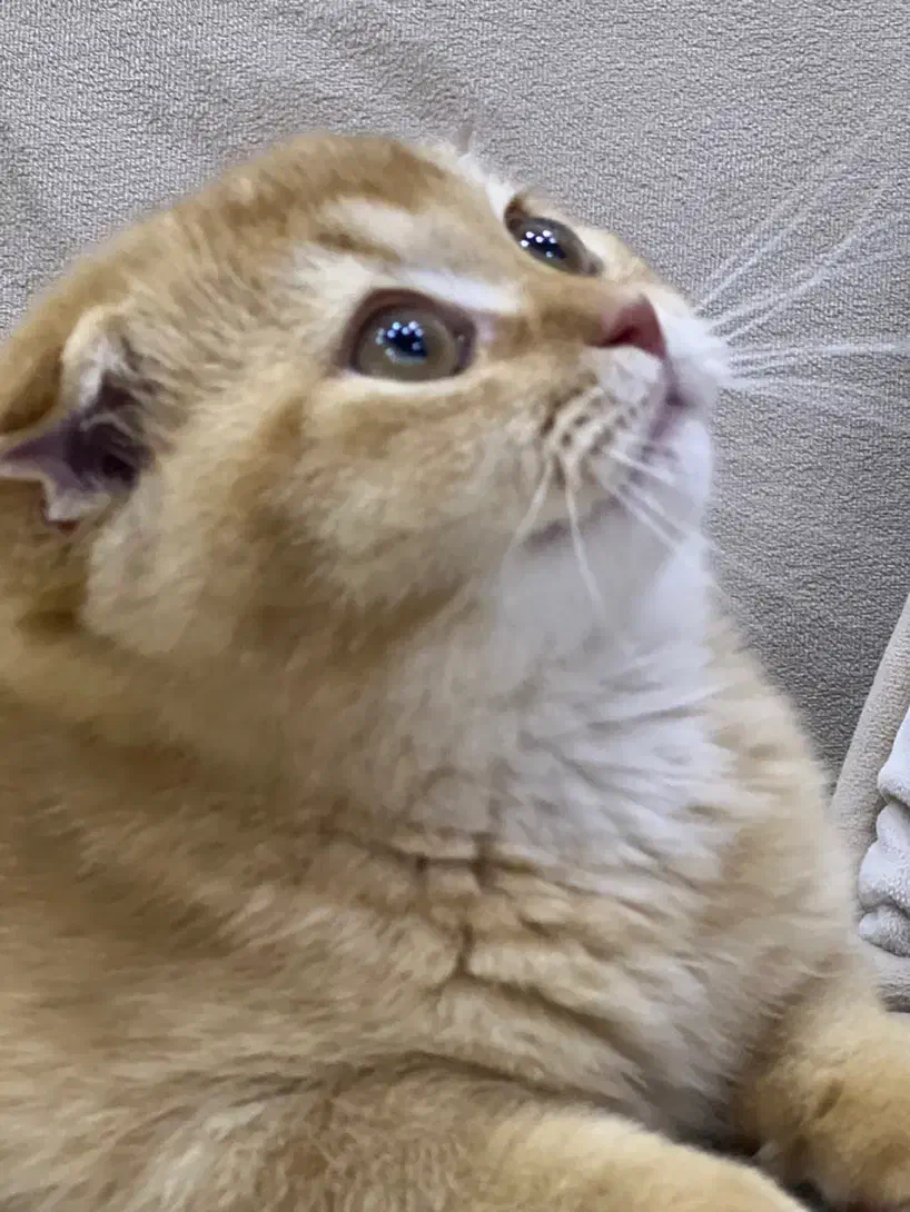 فروش گربه اسکاتیش دبل فولد نر سه ماهه رنک گلد|گربه|آمل, |دیوار