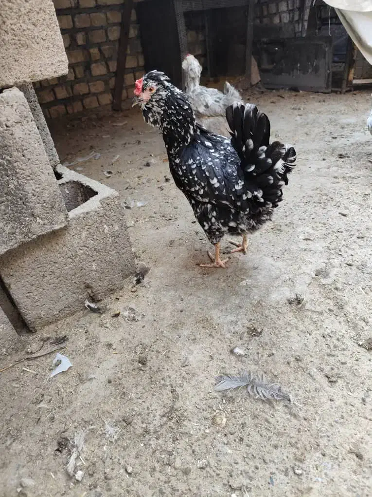 تخم مرغ گلین|حیوانات مزرعه|فلاورجان, |دیوار