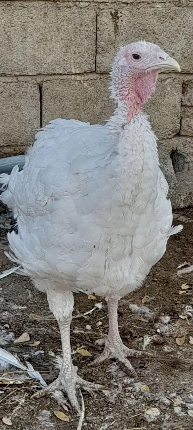 بوقلمون بیوتی (سفید)|حیوانات مزرعه|بانه, |دیوار