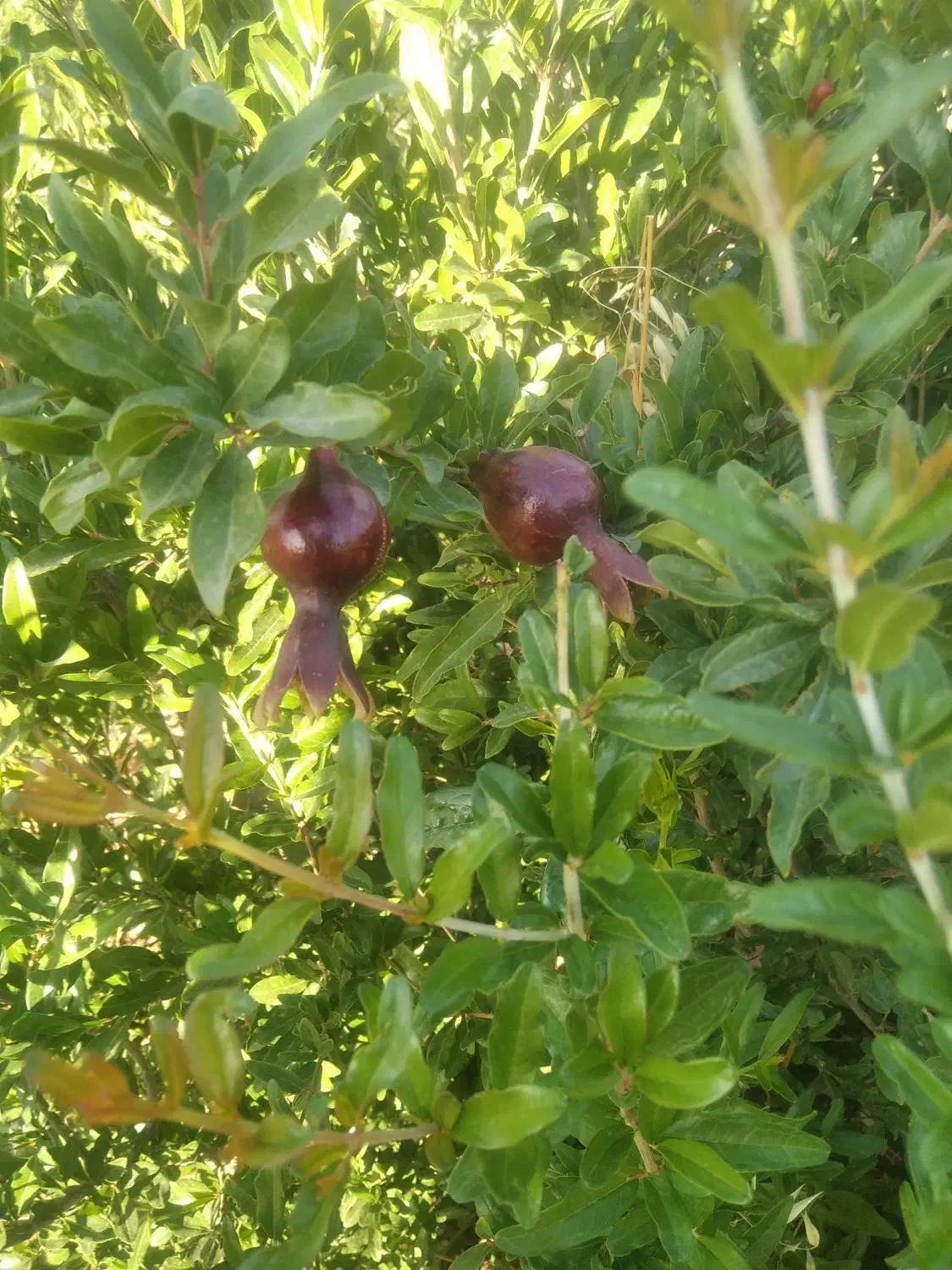 باغ 1500متری،معاوضه با خودرو|فروش زمین و ملک کلنگی|کارزان, |دیوار