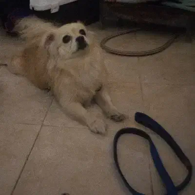 سگ پامر|سگ|سرپل ذهاب, |دیوار