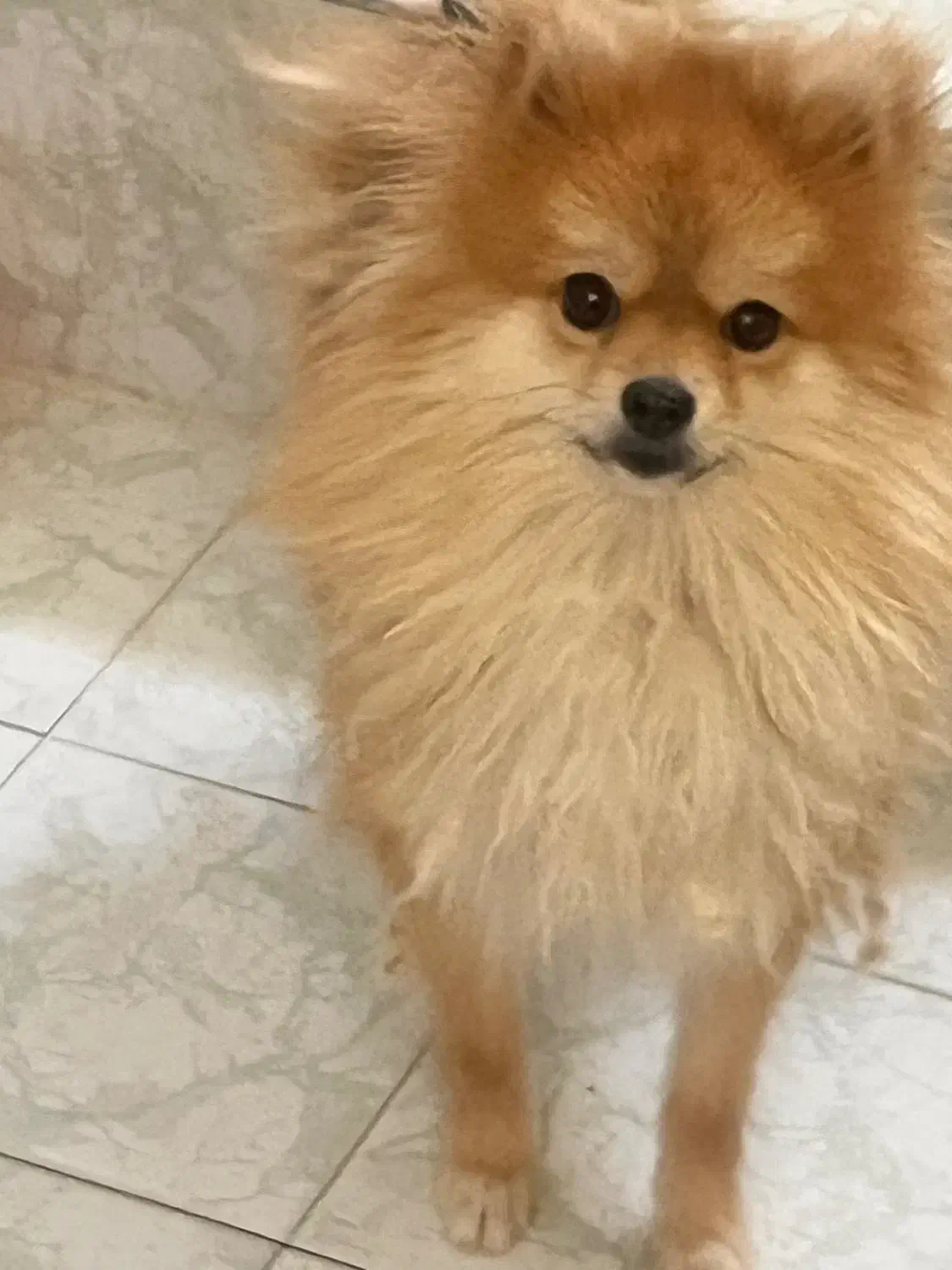 سگ پامر خرسی اصیل|سگ|اصفهان, بوستان آینه خانه|دیوار