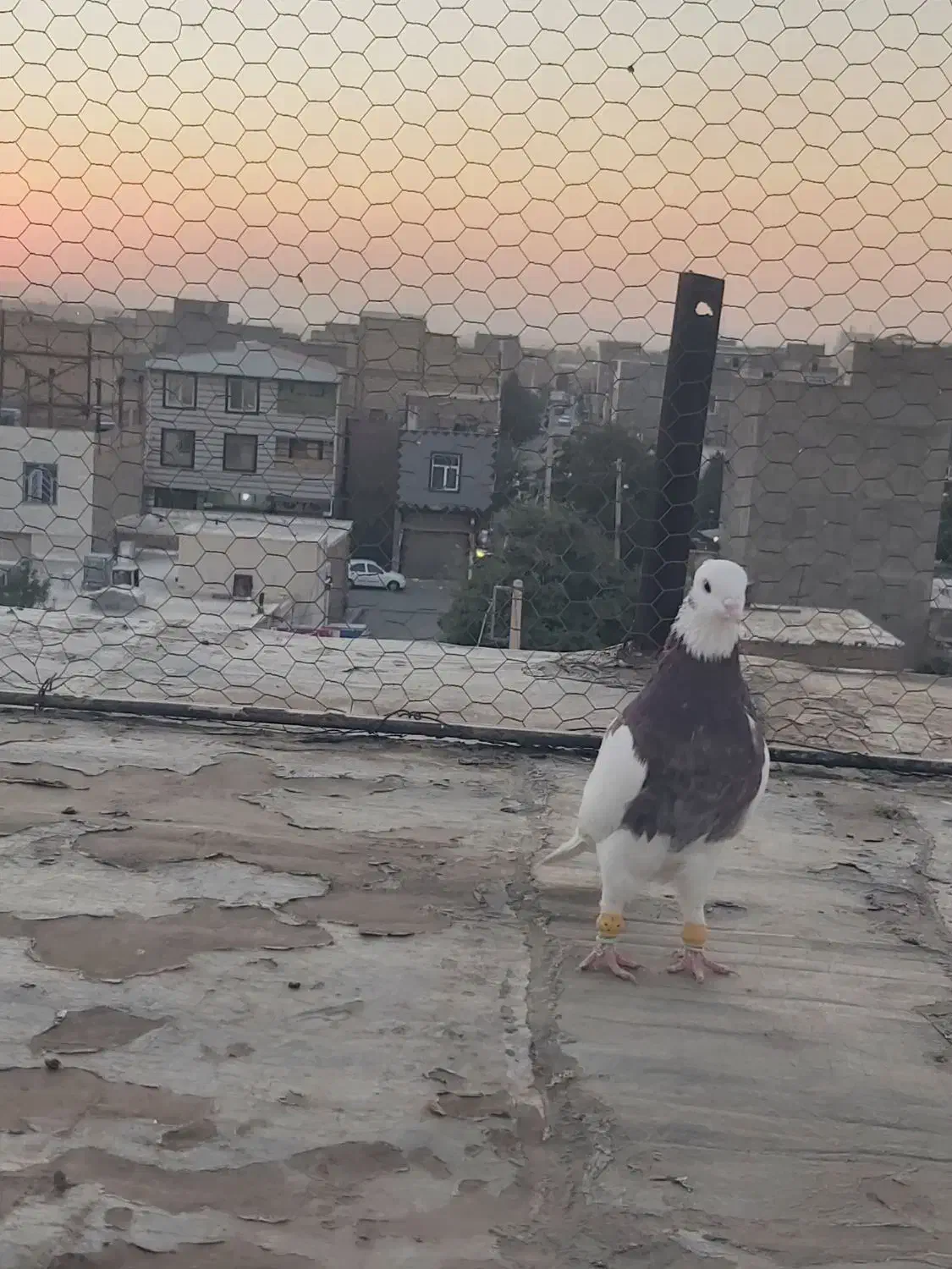 کبوتر|پرنده|الوند, |دیوار