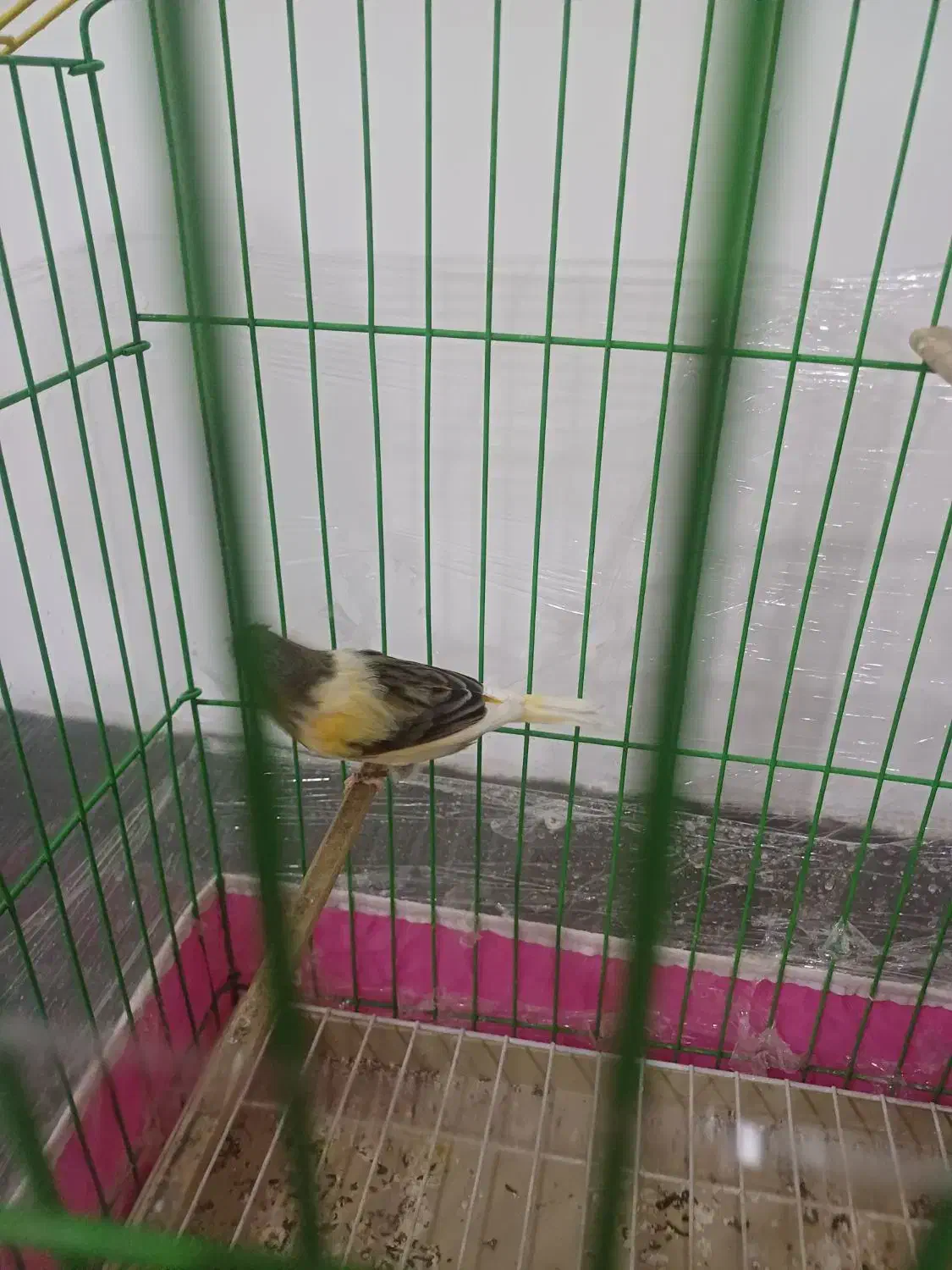 دو عدد قناری سالم نر بخون ماده آمده|پرنده|شاهدشهر, |دیوار