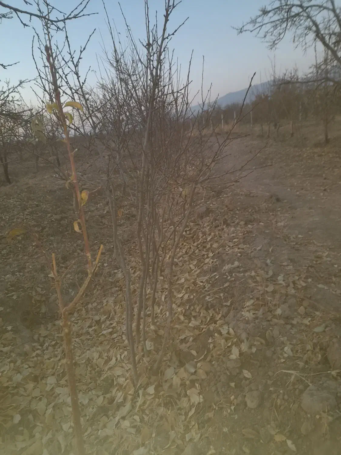 نهال الو|گل و گیاه طبیعی|زبرخان, |دیوار