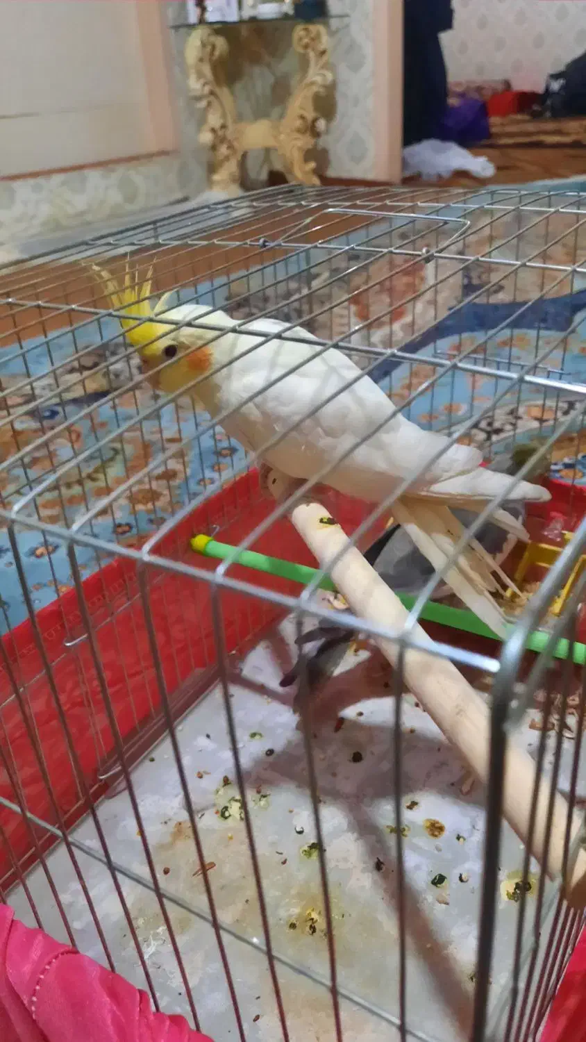 عروس هلندی جوجه رام و دستی سن دو ماهه|پرنده|ری, دولتآباد|دیوار