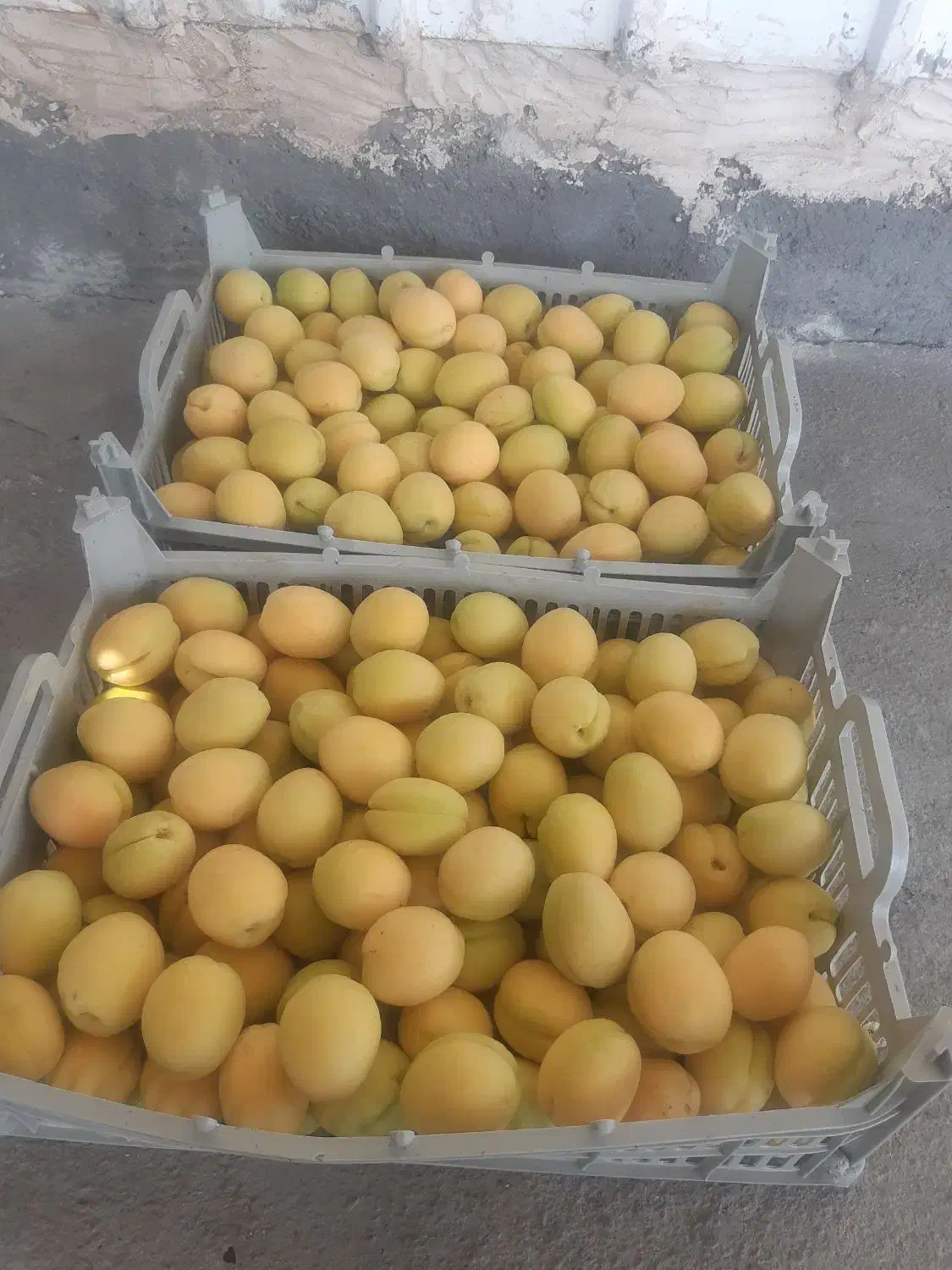 باغچه و باغ انگورایستاده.دارای درختان الوان.|فروش زمین و ملک کلنگی|نوشین شهر, |دیوار