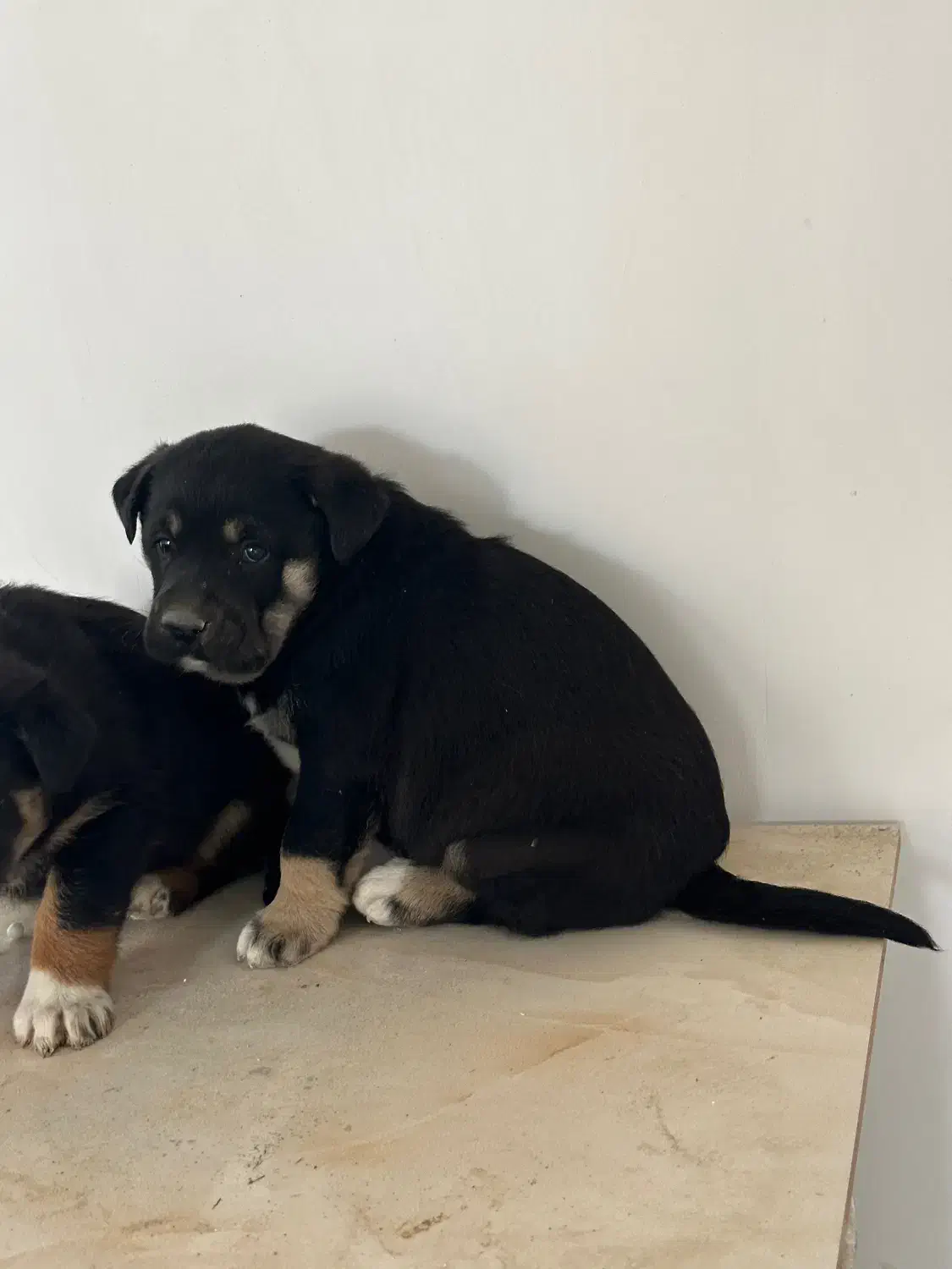 سگ پژدر|سگ|کرج, کمالشهر|دیوار