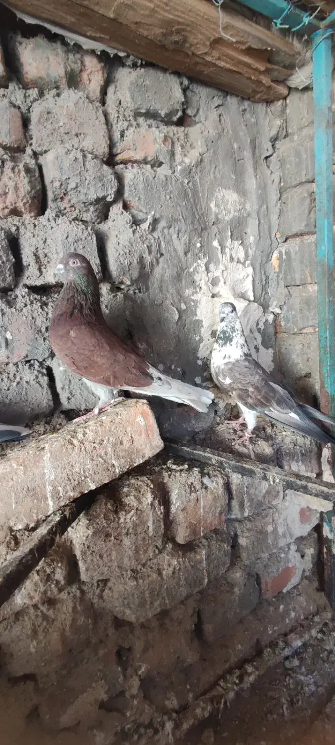 سرخ|پرنده|آران و بیدگل, |دیوار