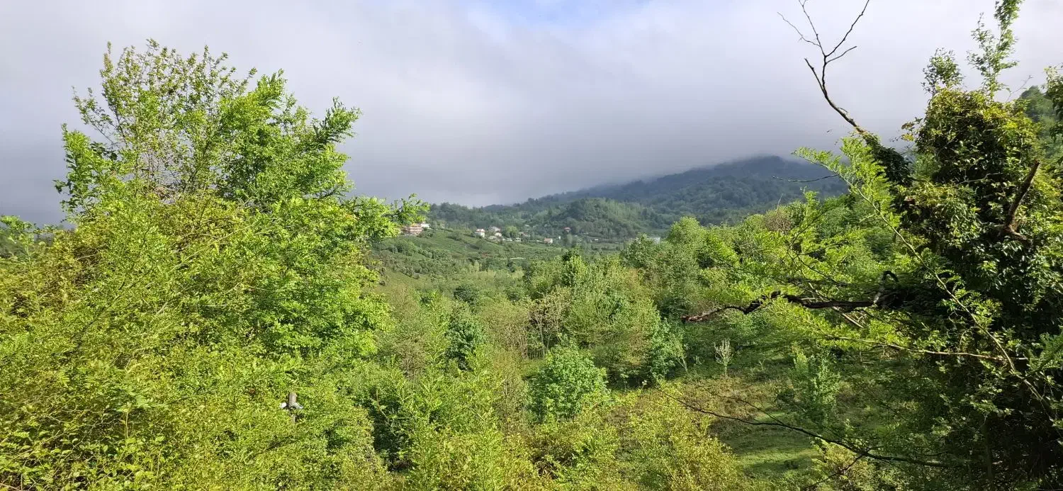 کلنگی 11000متری/ایدهآل تفکیک،ساخت ویلا،بومگردی|فروش زمین و ملک کلنگی|لاهیجان, آهندان|دیوار