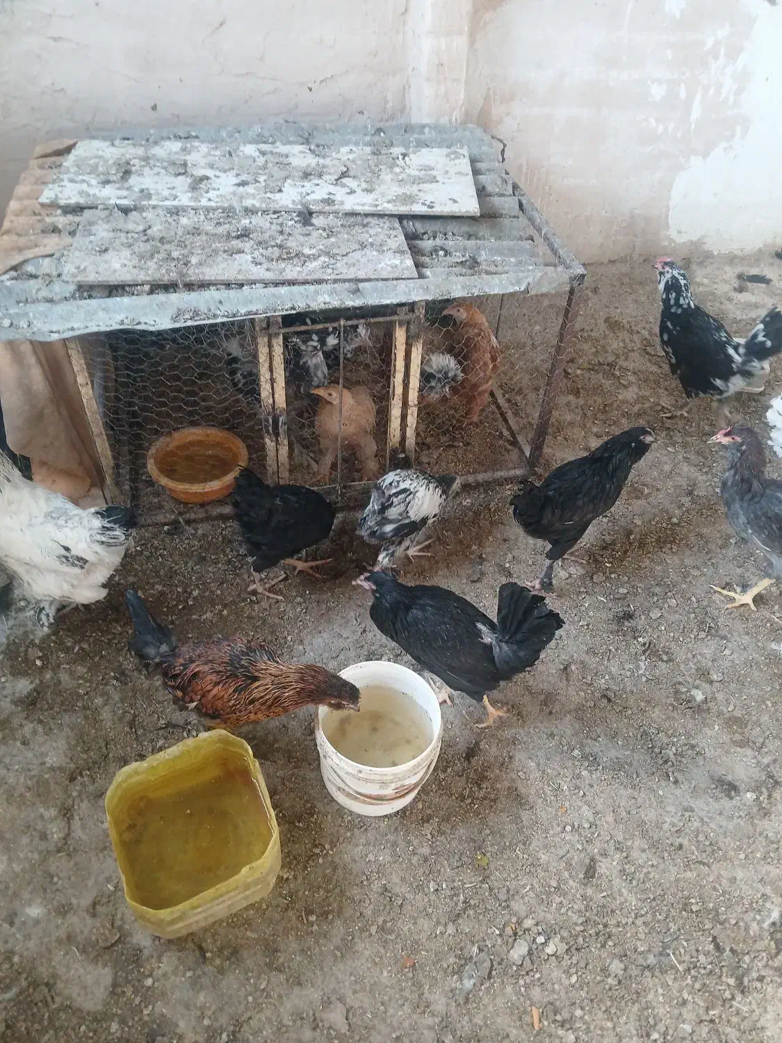 جوجه  مرغ وخروس برهما سلطان گلین|حیوانات مزرعه|خمینی‌شهر, |دیوار