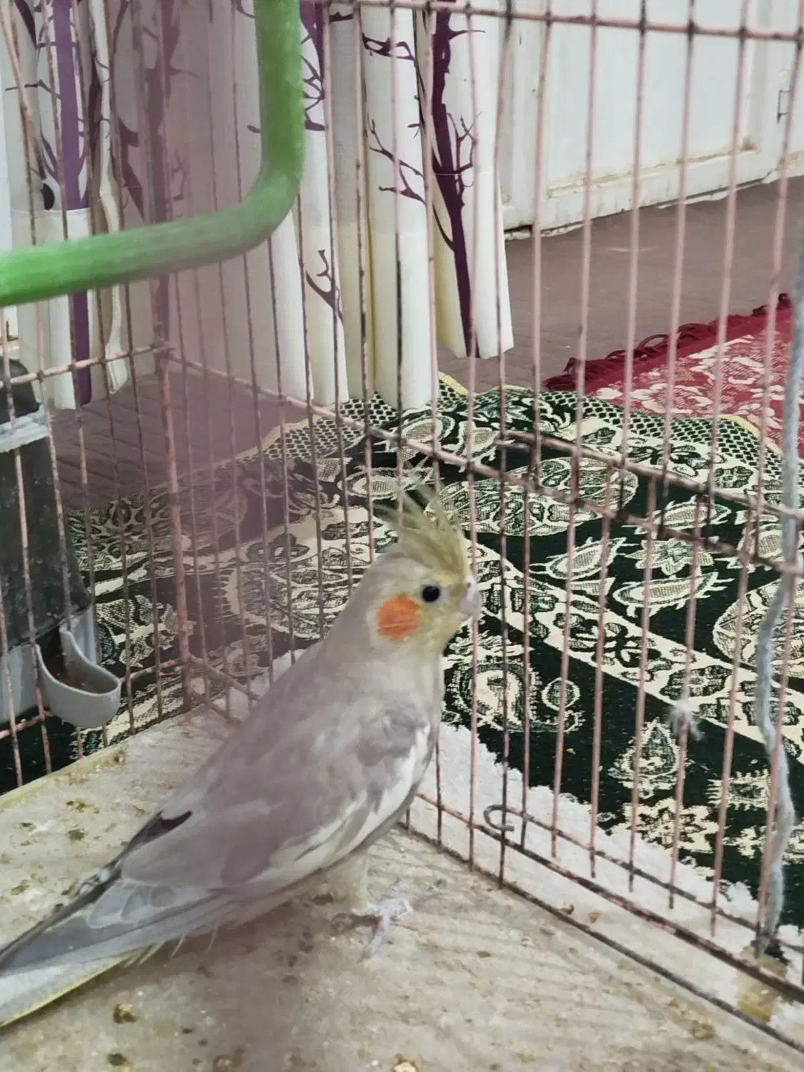 عروس هلندی|پرنده|مهریز, |دیوار