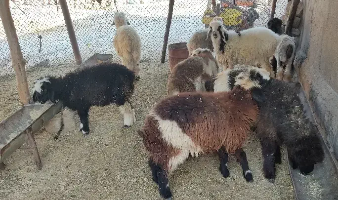 بره لری|حیوانات مزرعه|مسجد سلیمان, |دیوار