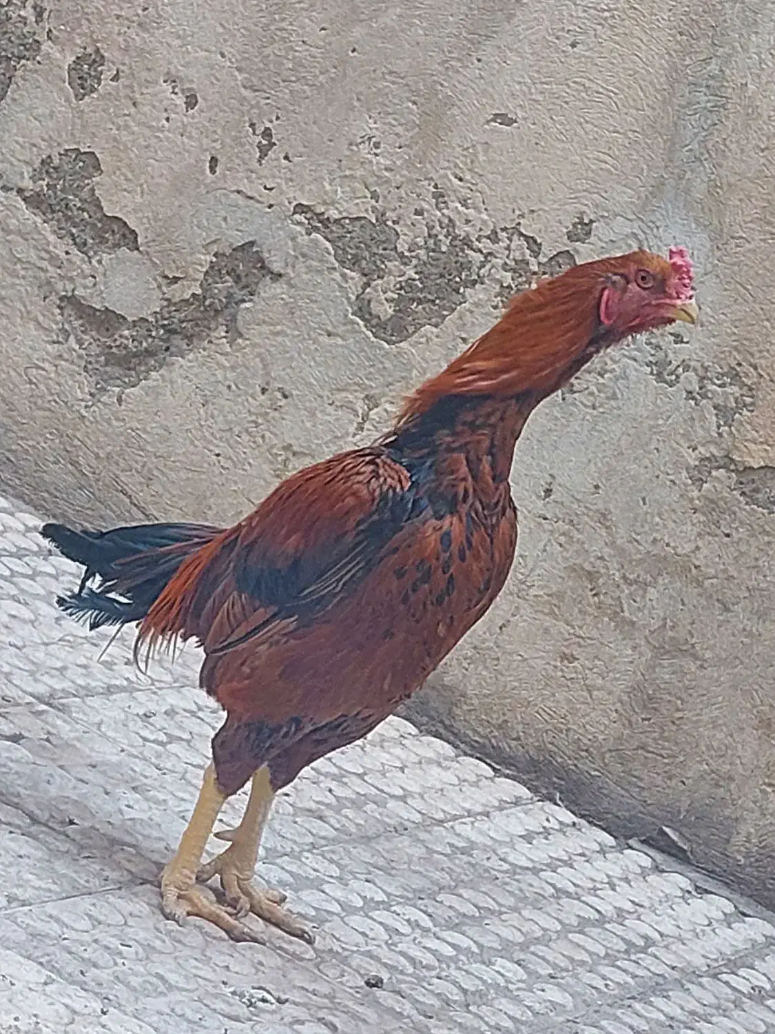 خروس لاری|حیوانات مزرعه|بومهن, |دیوار