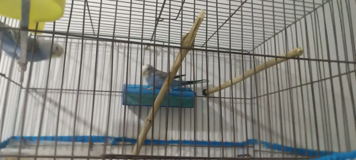 مرغ عشق|پرنده|مهریز, |دیوار