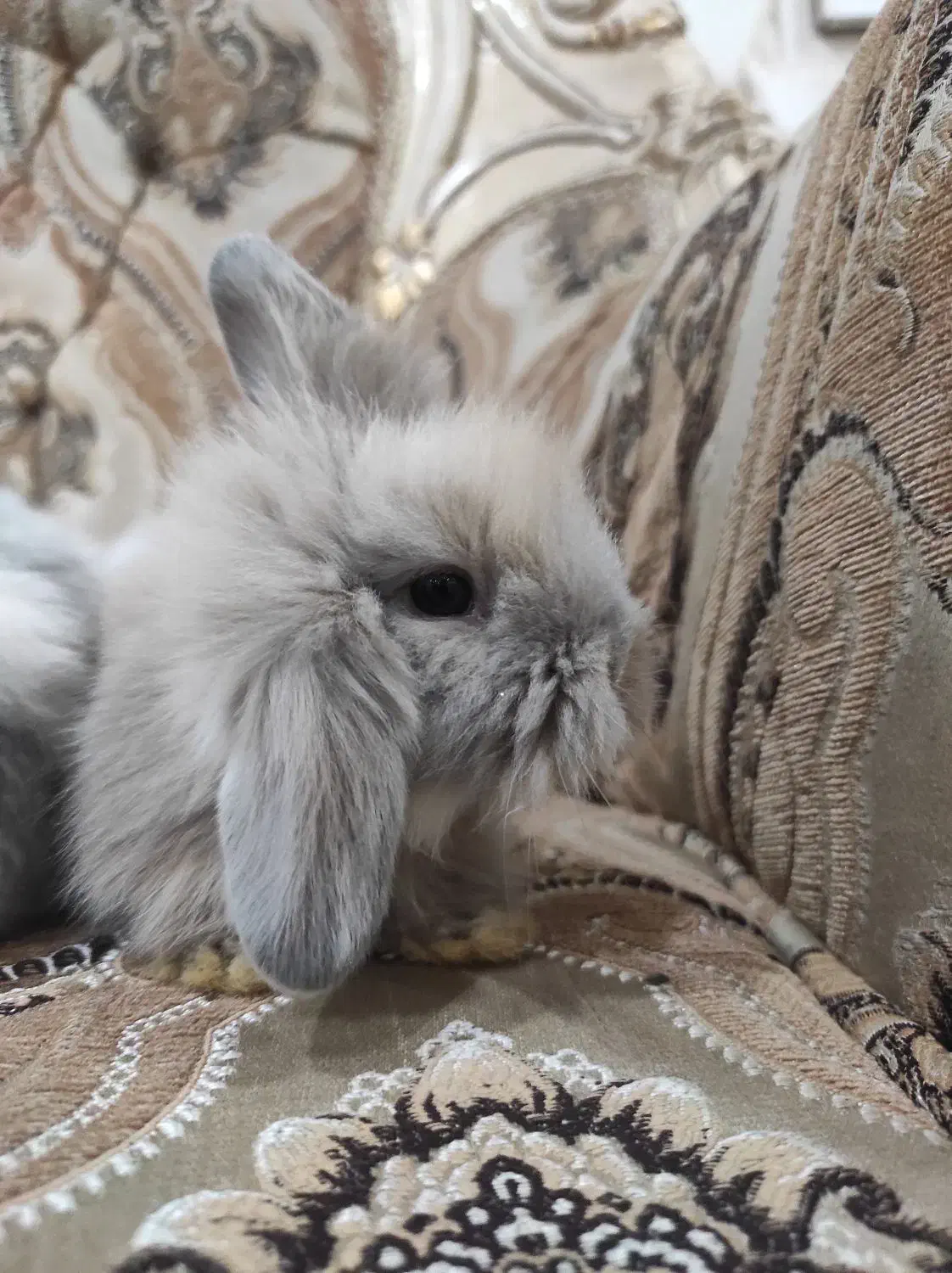 خرگوش لوپ زیبا|موش و خرگوش|هشتگرد, فاز ۳ مهستان|دیوار