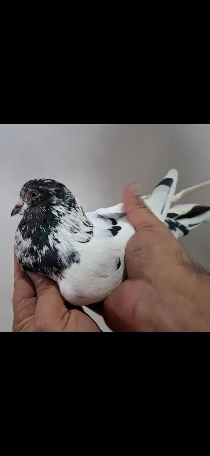 کبوتر غریب کله آبی|پرنده|بندر انزلی, کارآموزی|دیوار