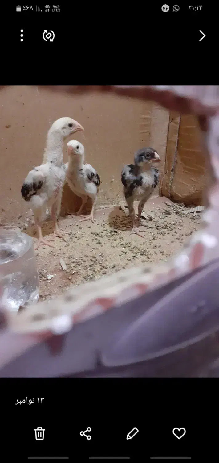 جوجه اوشامواصیلمعاوضه با دانه پارس|حیوانات مزرعه|مزرعه کتول, |دیوار