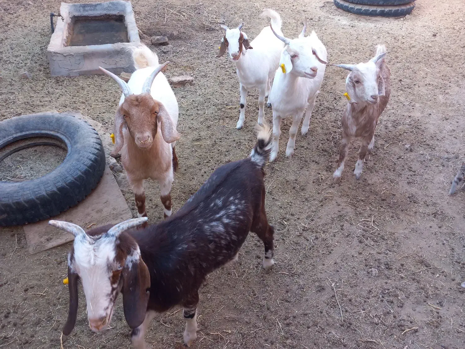 بزغاله|حیوانات مزرعه|فردوس (خراسان), |دیوار