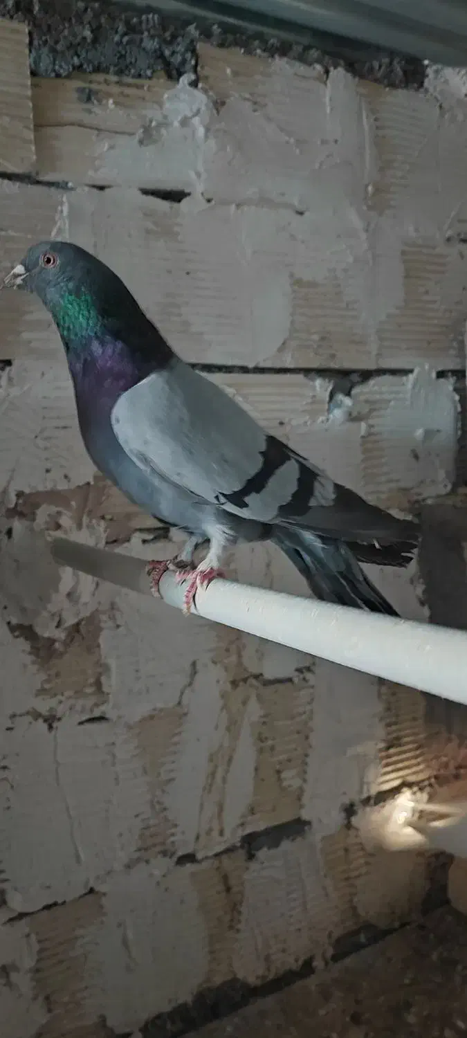 سبز نر|پرنده|مبارکه, |دیوار