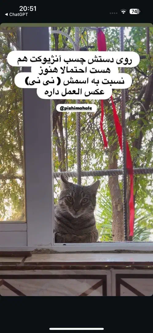 گربه گمشده (به اسم پرویز)|گربه|گرگان, |دیوار