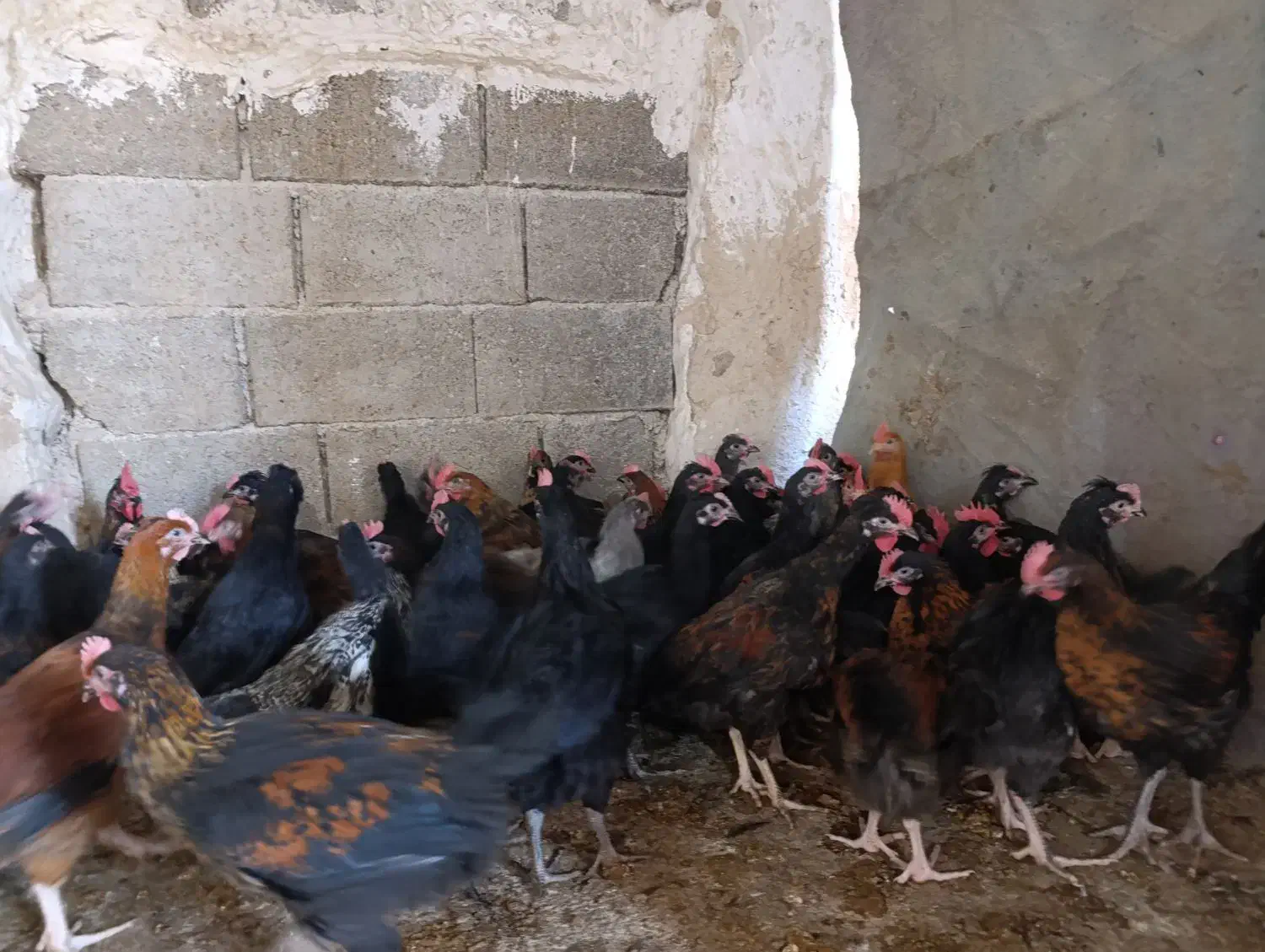 جوجه خروس محلی|حیوانات مزرعه|کازرون, |دیوار