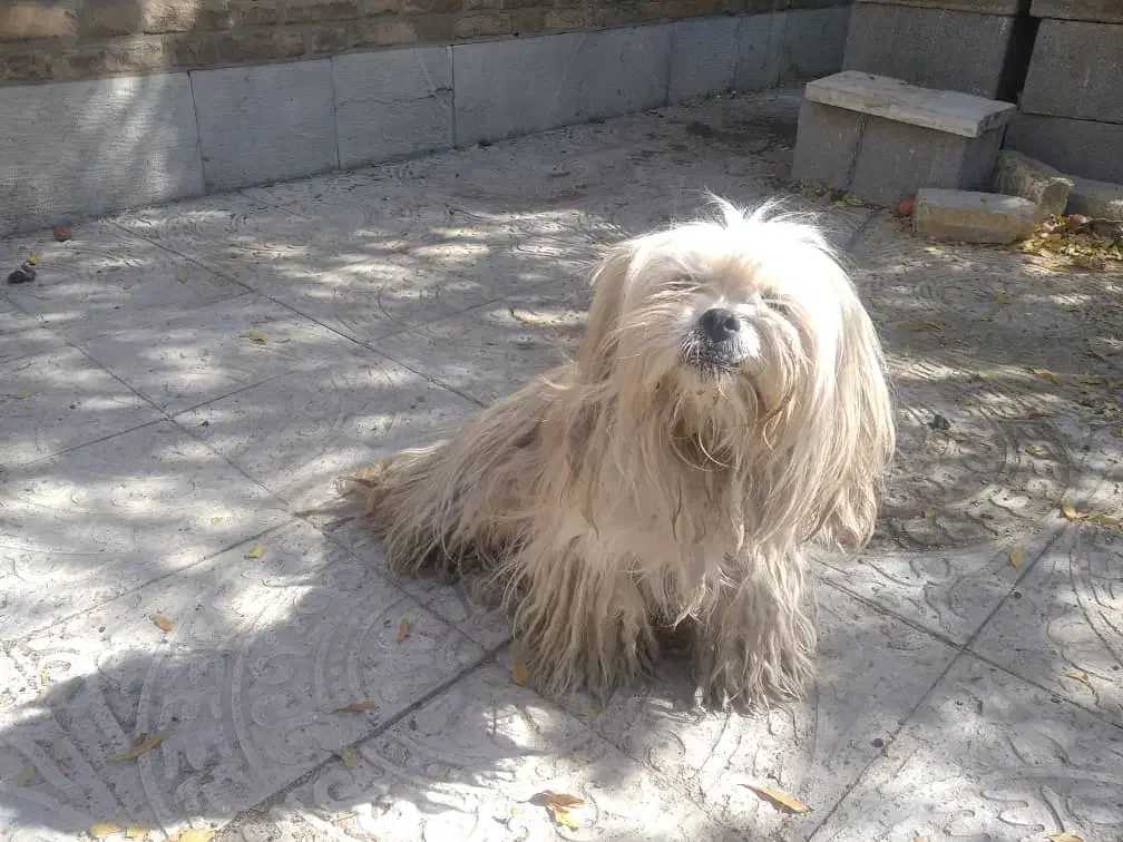 واگذاری سگ|سگ|اصفهان, فرهنگیان|دیوار