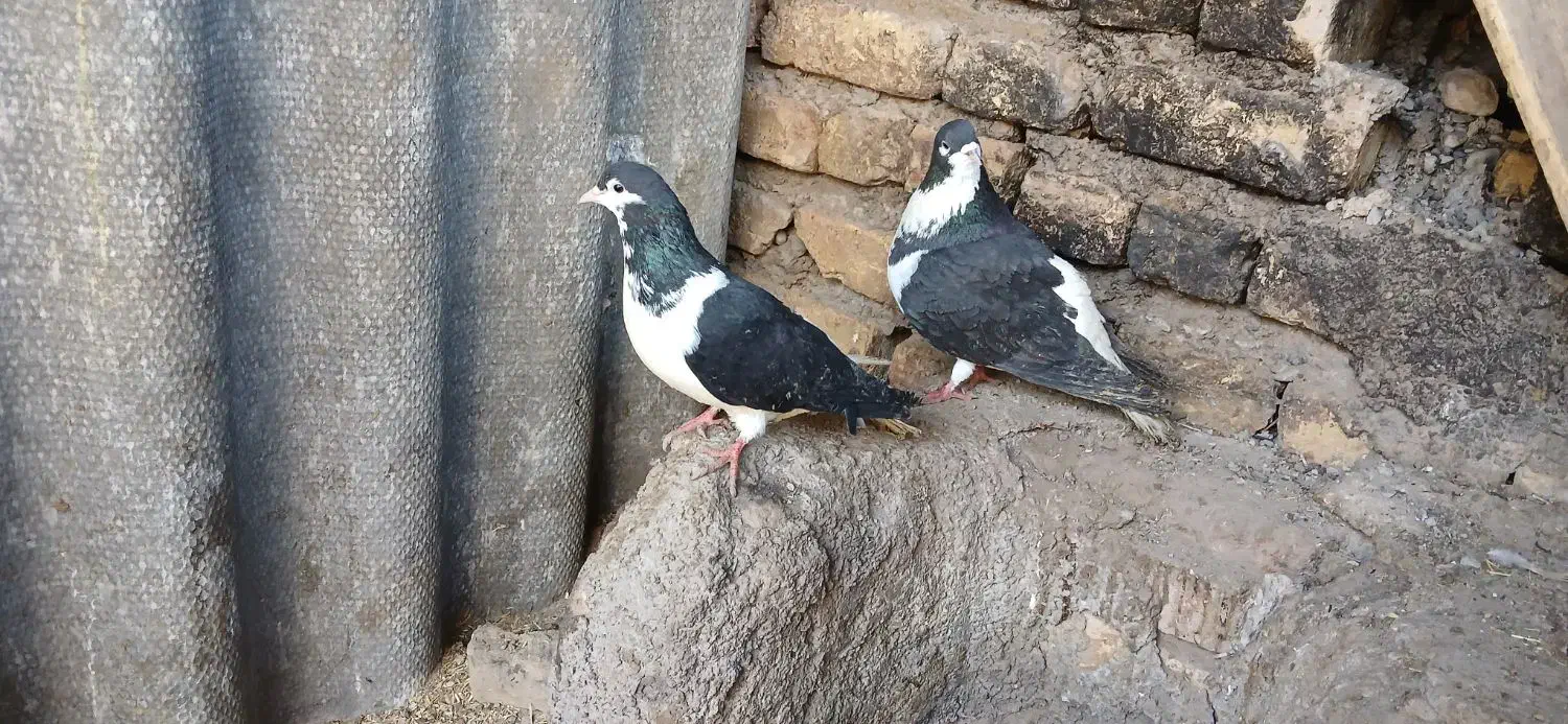 پرنده|پرنده|نیشابور, فضل|دیوار