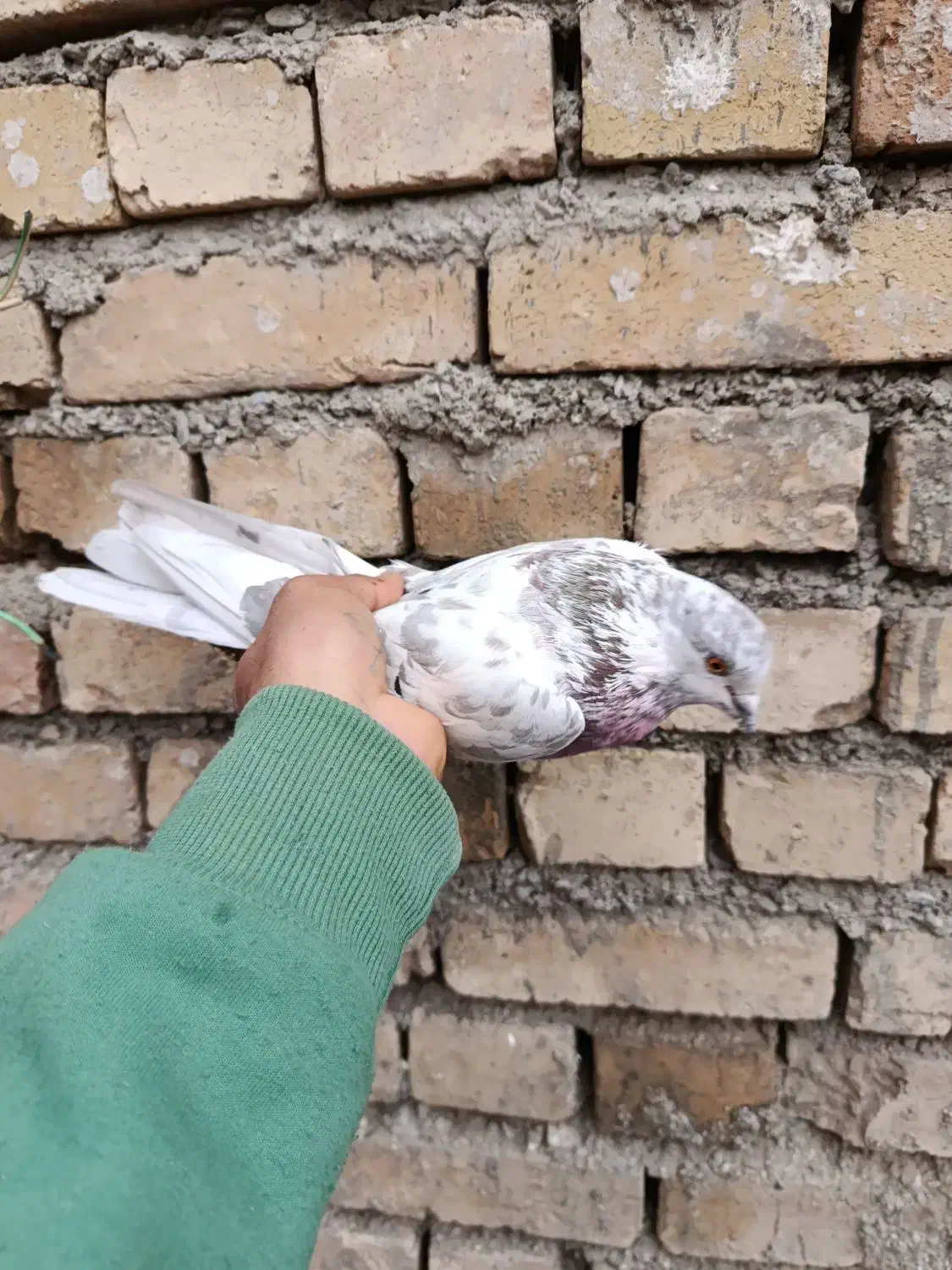 کفتر|پرنده|سامن, |دیوار