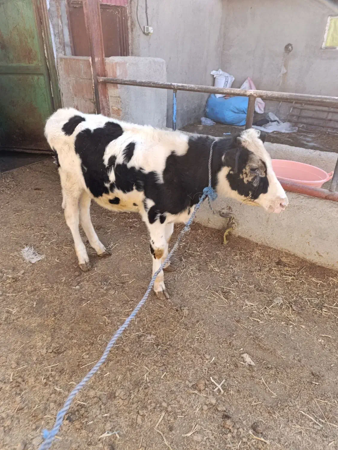 گوساله نر|حیوانات مزرعه|ارشق, |دیوار