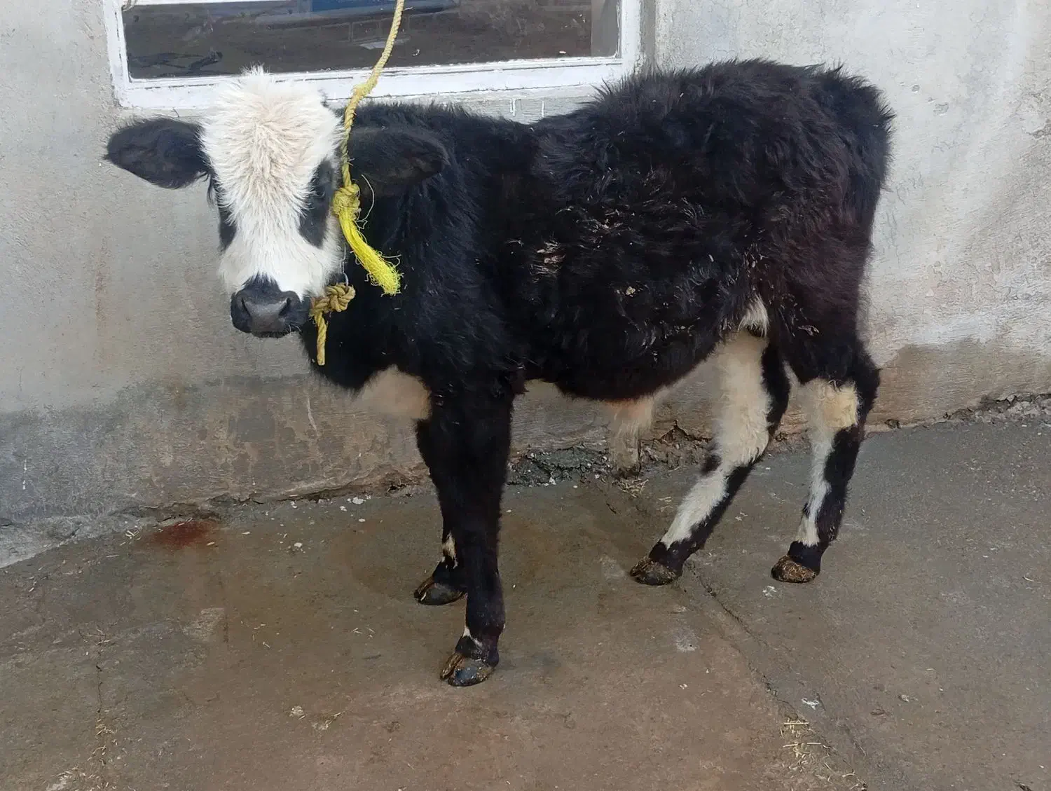 گوساله|حیوانات مزرعه|بیستون, |دیوار