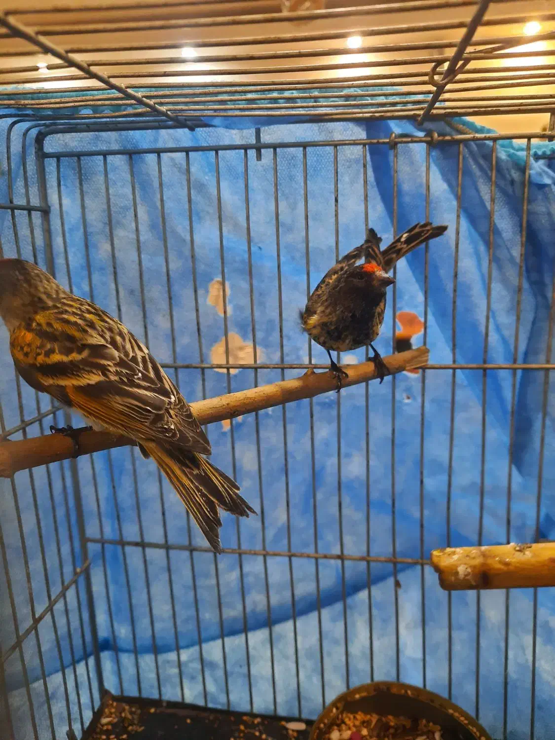 گلبسر نر خرم اباد|پرنده|فردیس, شهرک راه آهن|دیوار