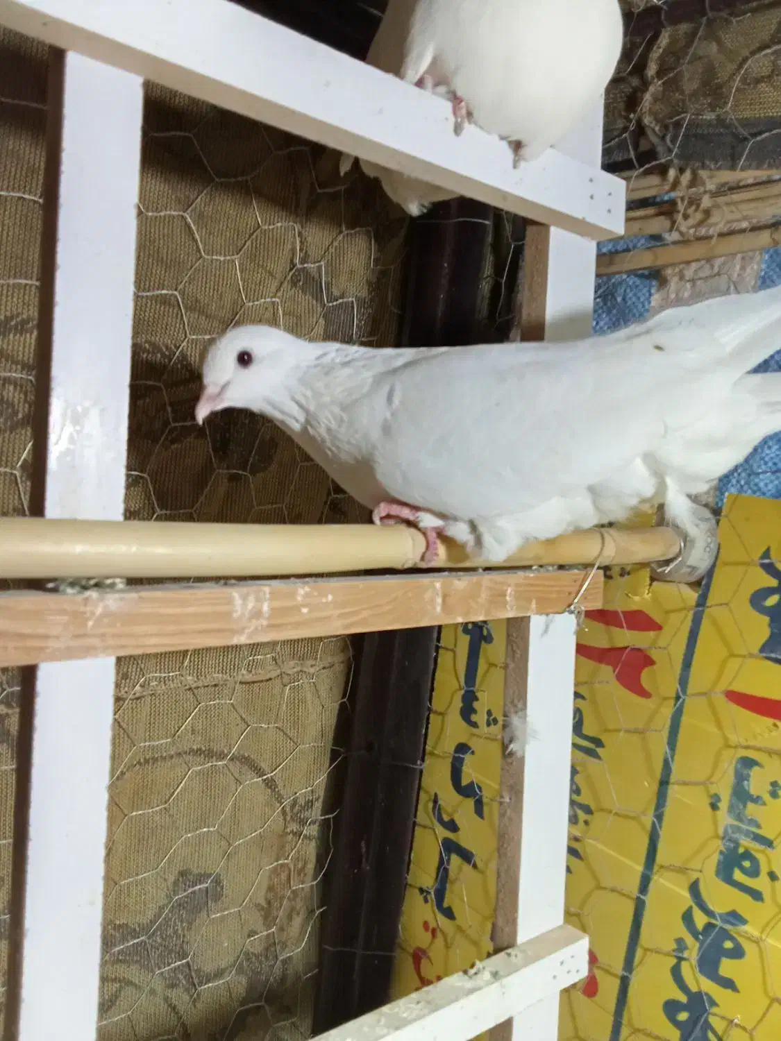 زوردار|پرنده|ایوان, |دیوار