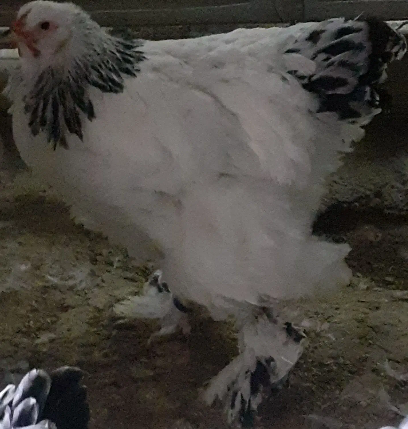 برهما لایت|حیوانات مزرعه|قزوین, |دیوار