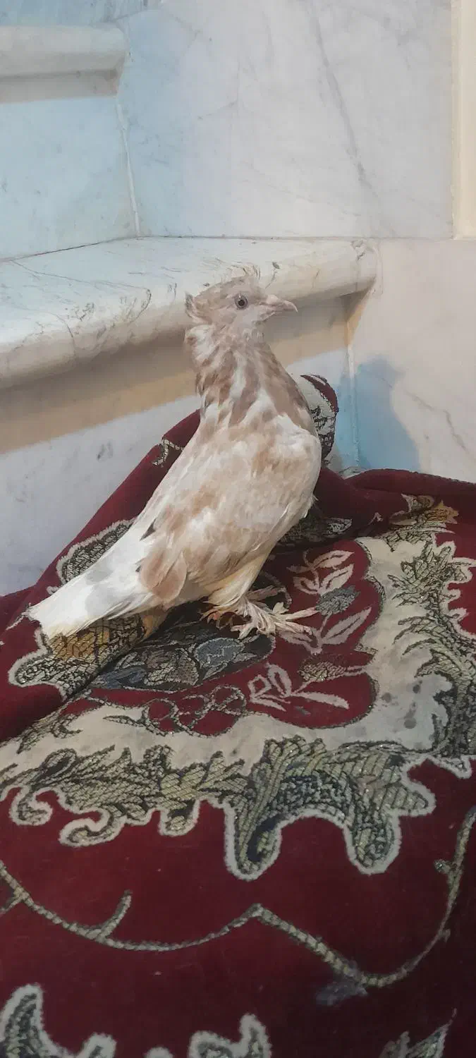 کبوتر|پرنده|کلاله, |دیوار