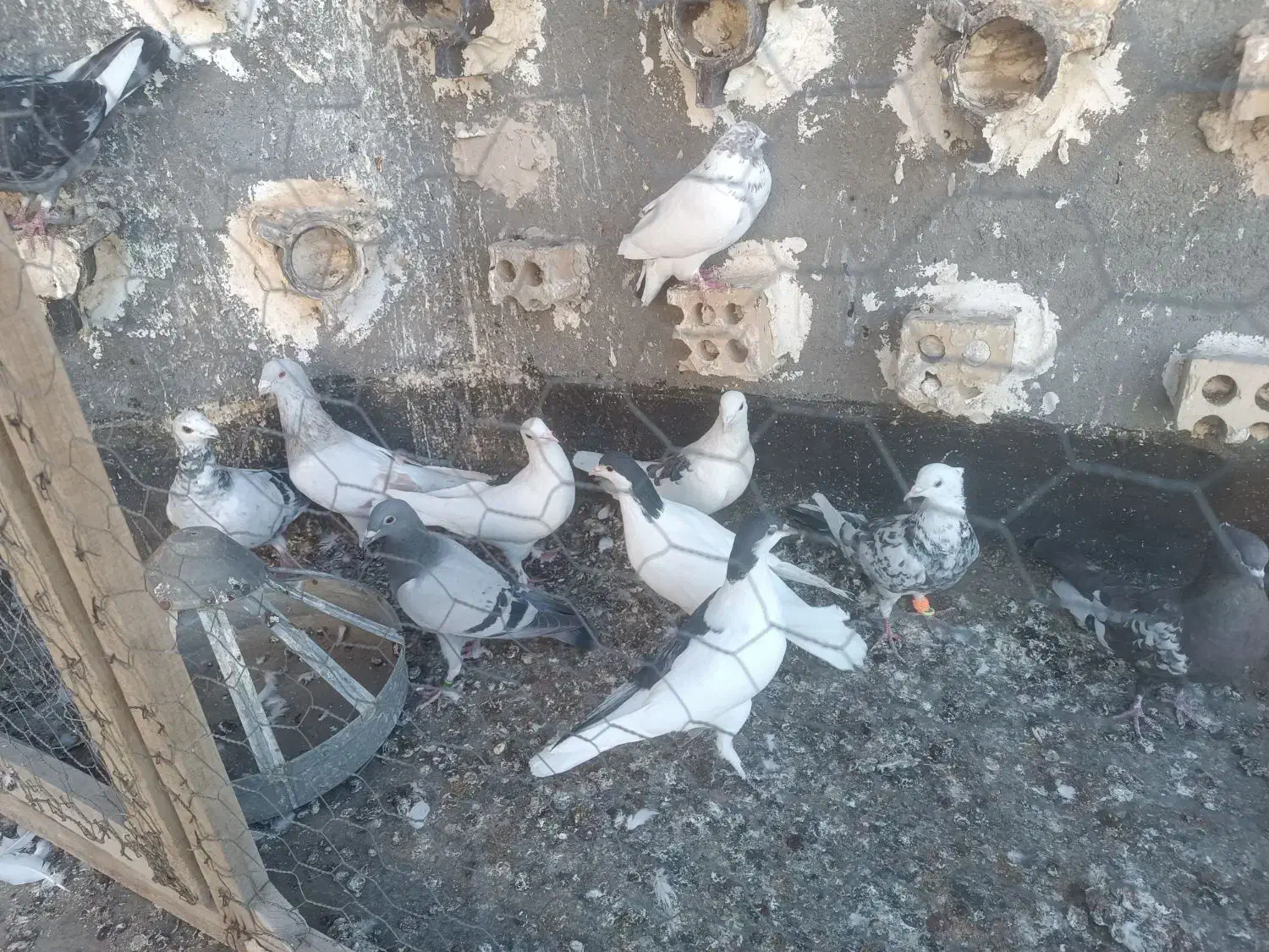 کفترصید|پرنده|مشهد, نیزه|دیوار