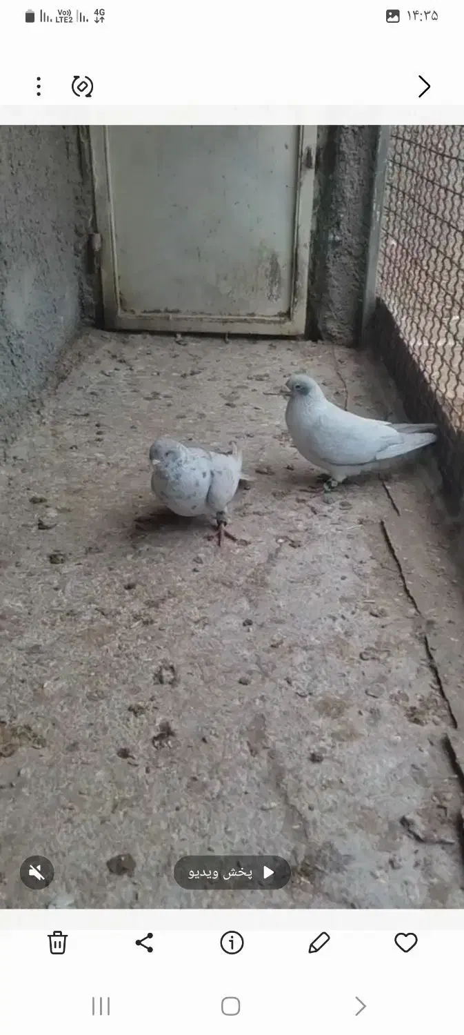 نقره ای|پرنده|اسفراین, |دیوار