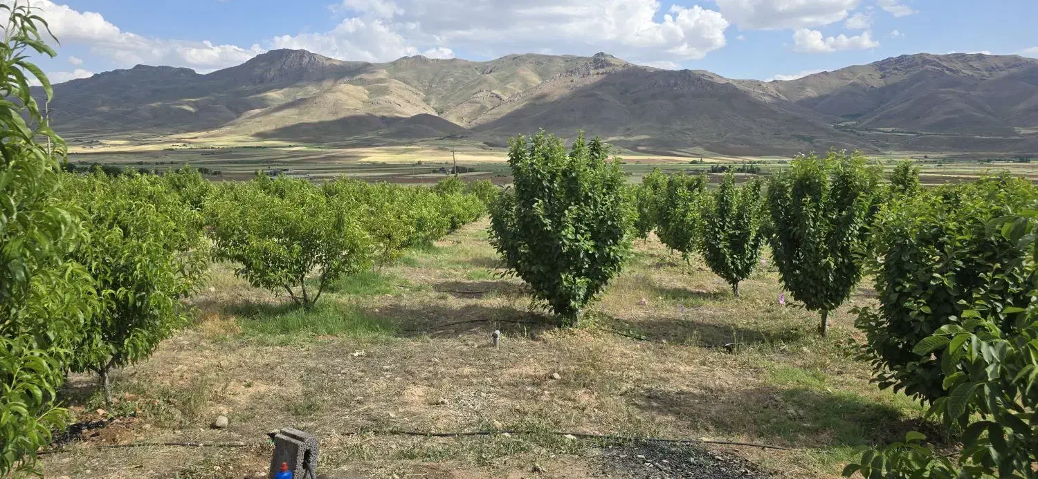 باغ موچش|فروش زمین و ملک کلنگی|موچش, |دیوار