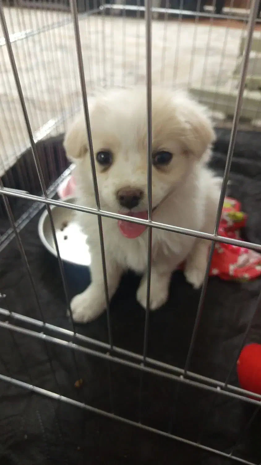 توله پامر 2ماهه|سگ|ری, اقدسیه|دیوار